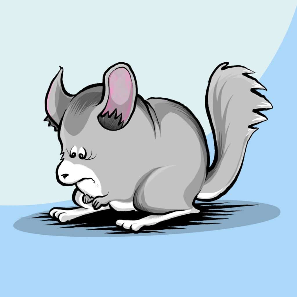 A gray chinchilla with pink ears hunches low, wringing its tiny paws with a pained frown.