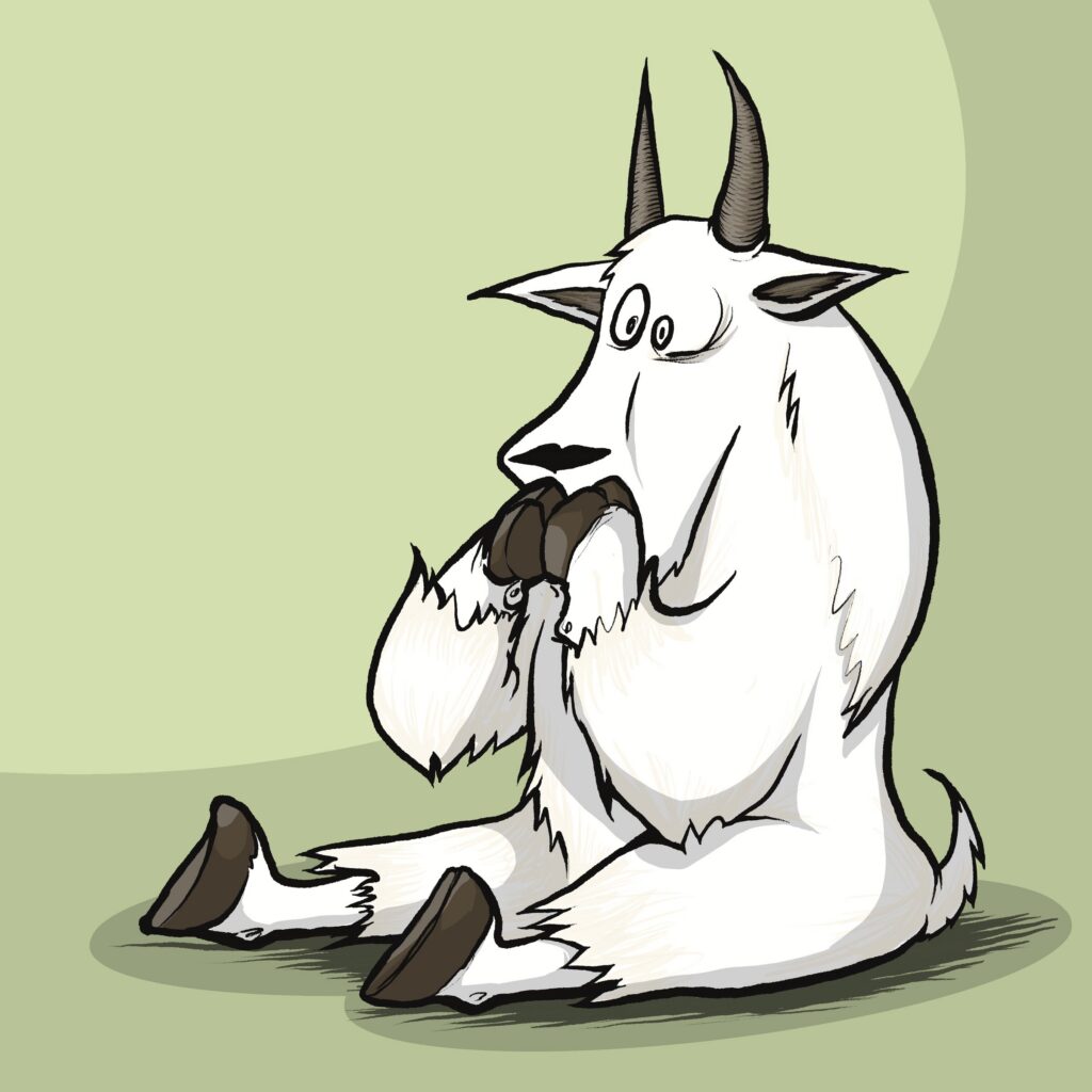 A white mountain goat sits on the floor with bulging eyes, hooves pressed to its mouth in shock.