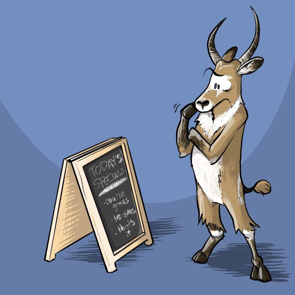 A puzzled waterbuck scratches its chin while studying a chalkboard sign of the day's specials.