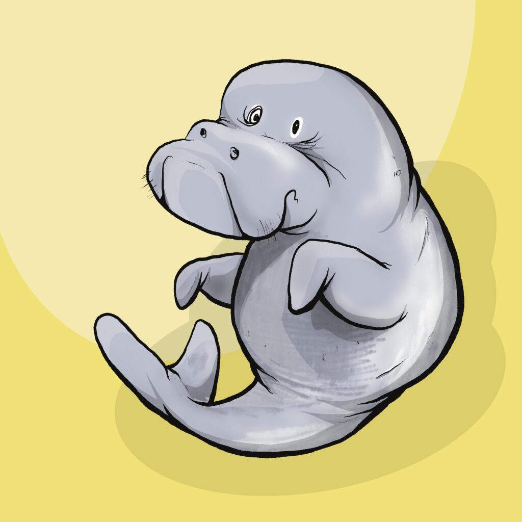 A gray dugong curls awkwardly in on itself, flippers held stiffly and eyes glancing sideways.