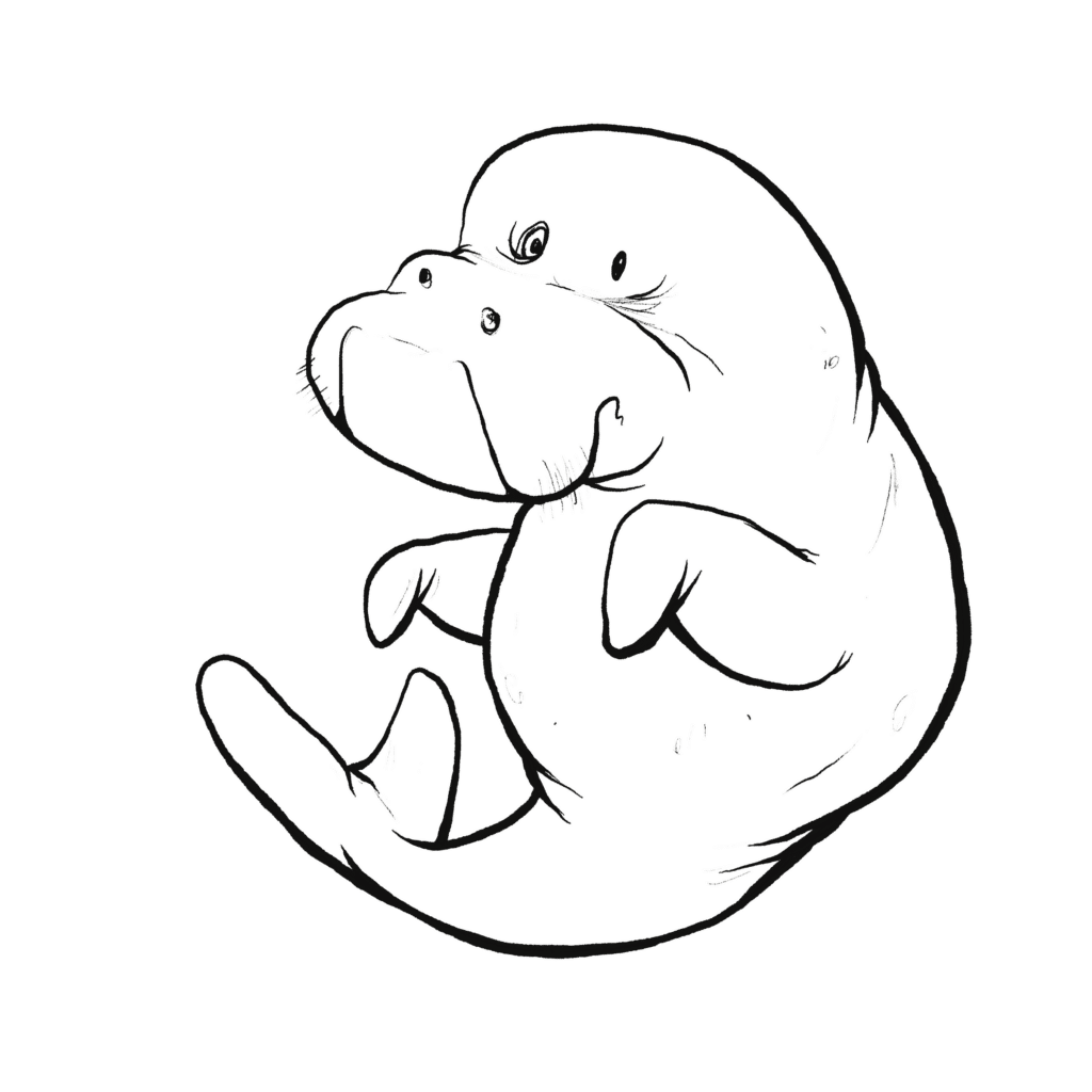 A gray dugong curls awkwardly in on itself, flippers held stiffly and eyes glancing sideways, in black and white.