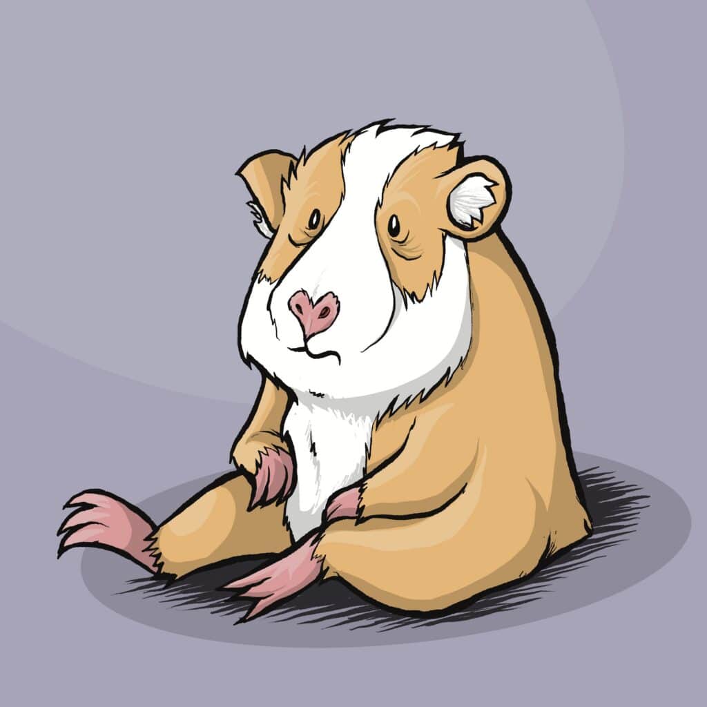 A tan and white guinea pig sits slumped with drooping eyes and limp paws, staring blankly.