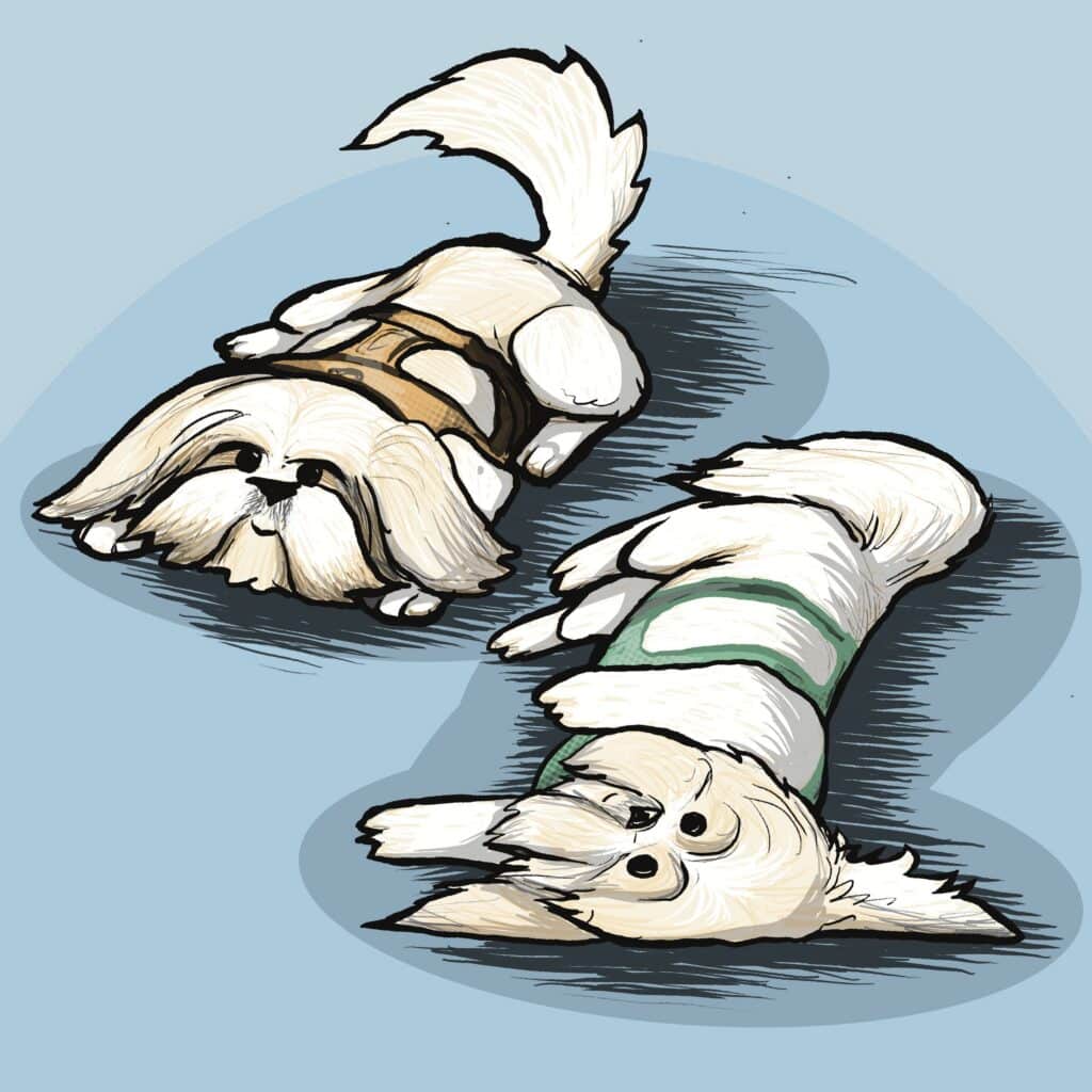 Two fluffy cream Shih-Tzus in little harnesses sprawl flat on the floor, one upside down.