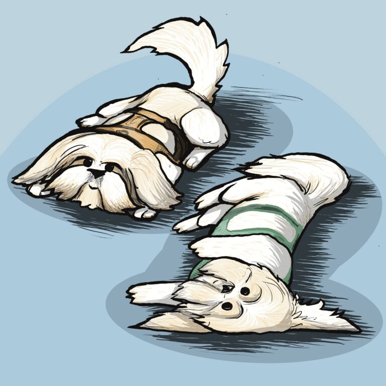 Two fluffy cream Shih-Tzus in little harnesses sprawl flat on the floor, one upside down.