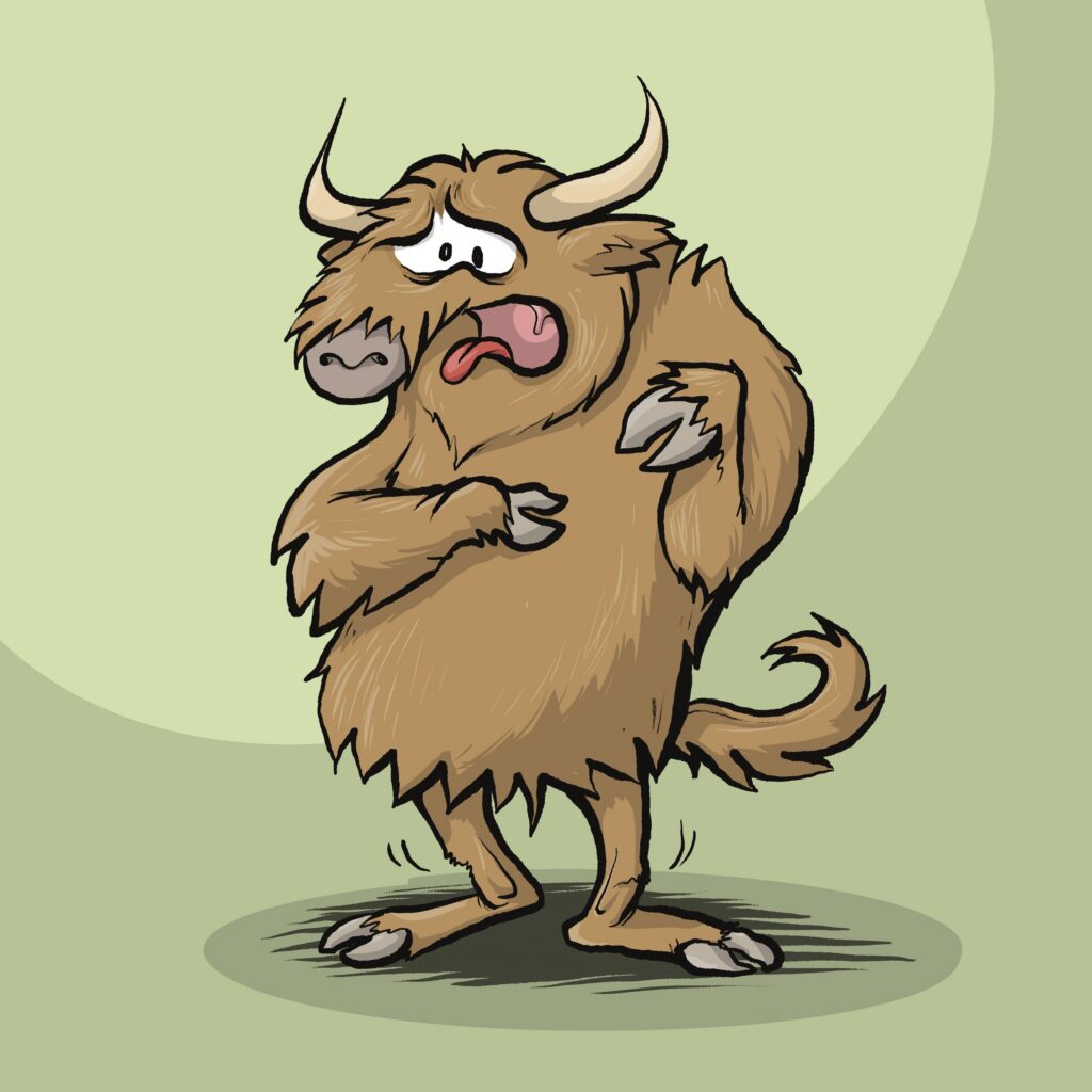 A shaggy brown highland cow recoils with its tongue out and eyes squeezed in disgust, shuddering.