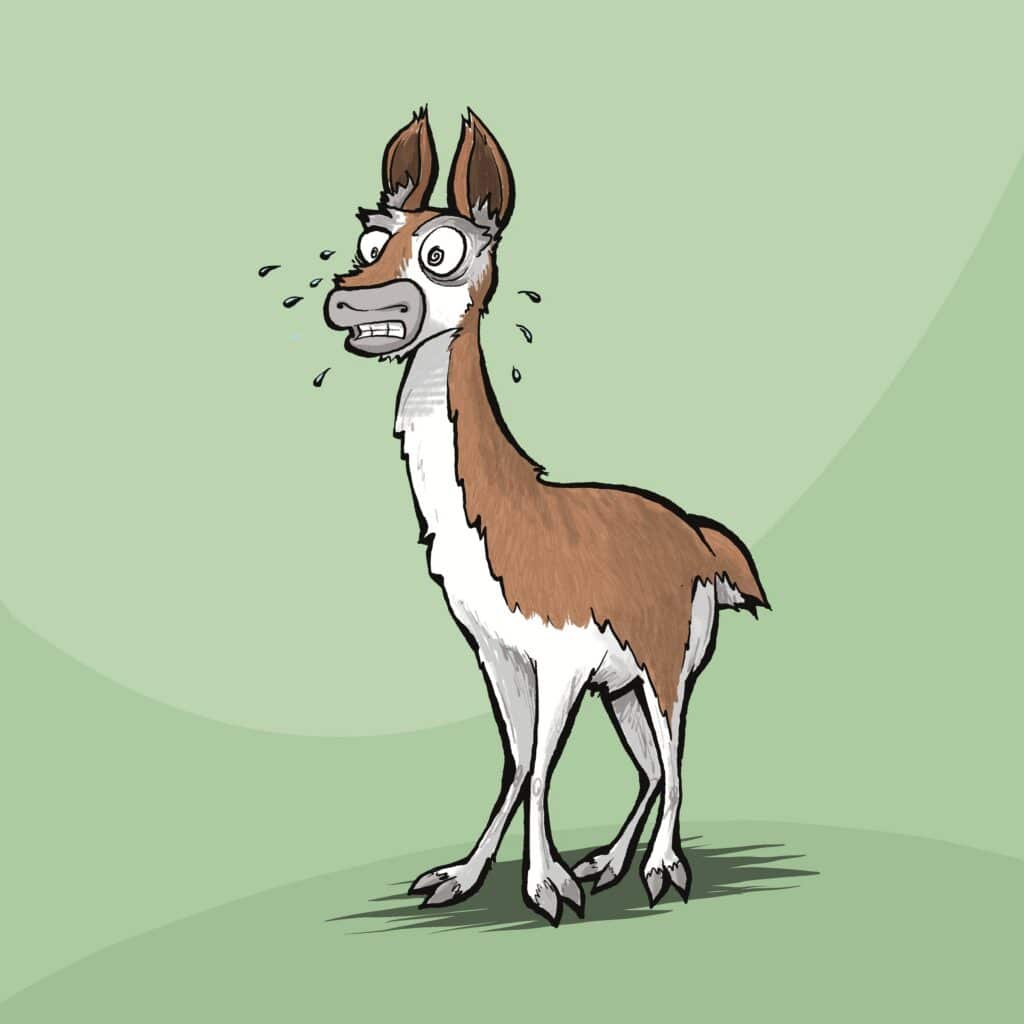 A brown and white guanaco with spiraling eyes and clenched teeth sweats and freezes in alarm.