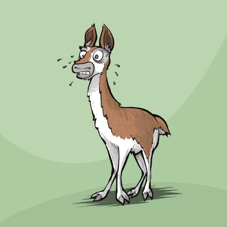 A brown and white guanaco with spiraling eyes and clenched teeth sweats and freezes in alarm.